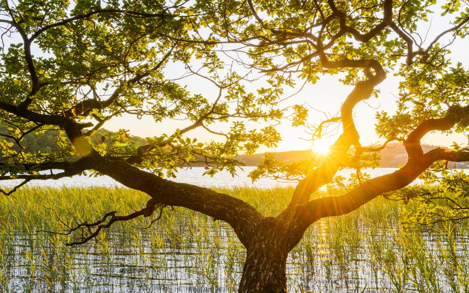 Naturbild träd framför sjö.